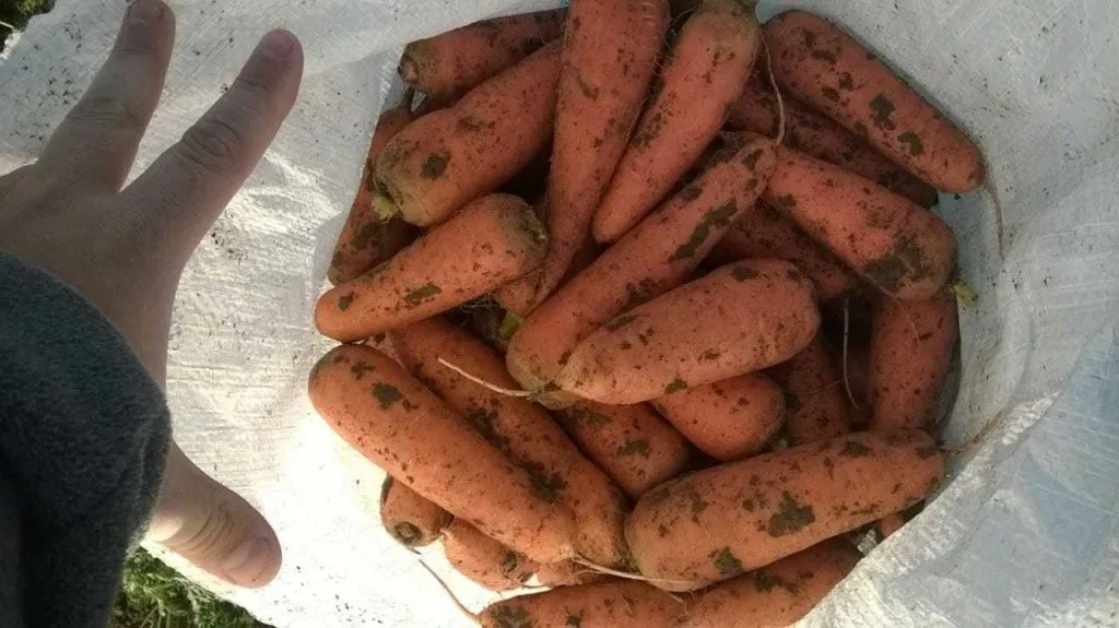 морковь сорт абако, кордоба из Крыма опт в Белогорске