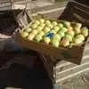 яблоко крымское разных сортов в Симферополе 12
