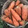 морковь оптом  в Симферополе 2