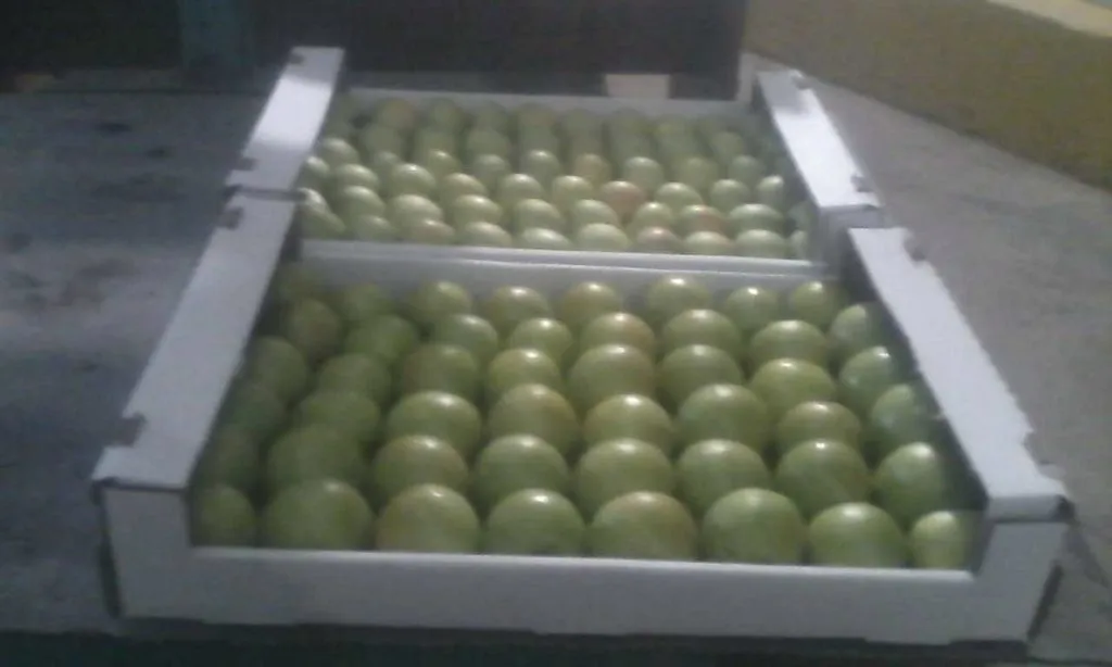 яблоки из крыма 1,2,3 сорт в Белогорске 3