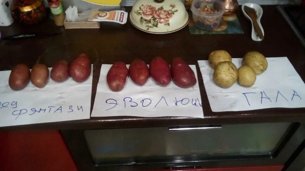 картофель различных сортов оптом в Белогорске 3