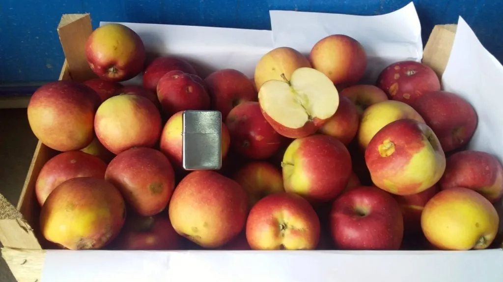 яблоки сортовые и градобой оптом в Белогорске 6