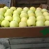 яблоки сортовые и градобой оптом в Белогорске 2