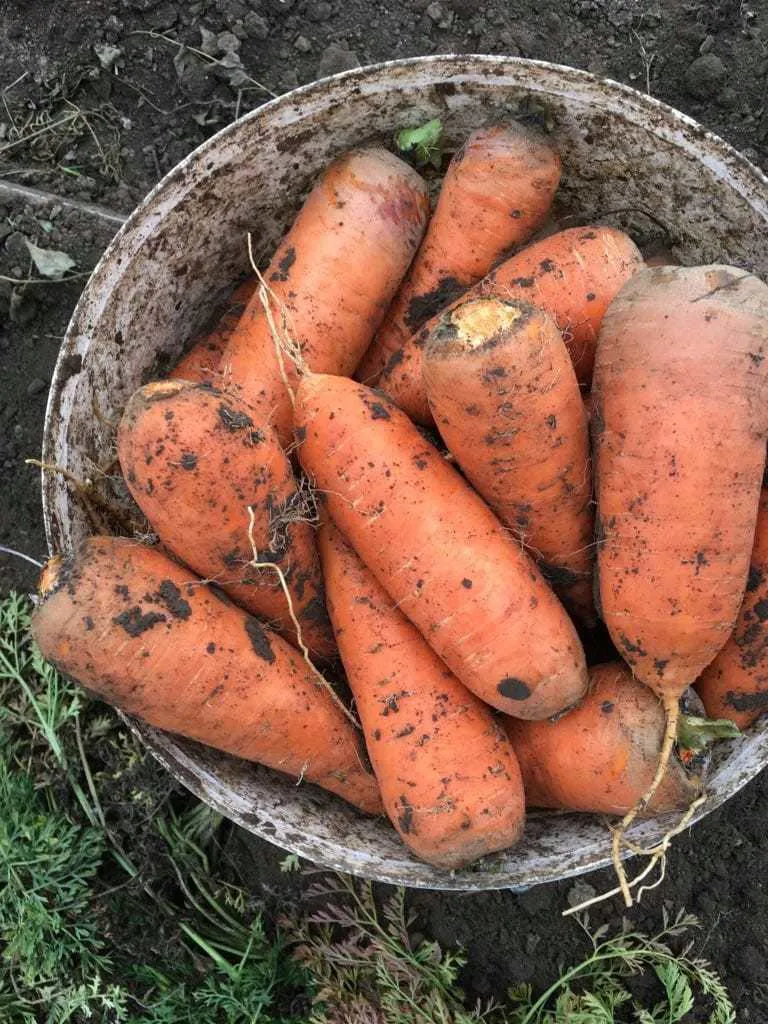 фотография продукта Морковь абако, кордоба оптом рф