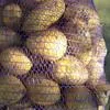 картофель крупный Гала, Крона, Аризона в Белогорске
