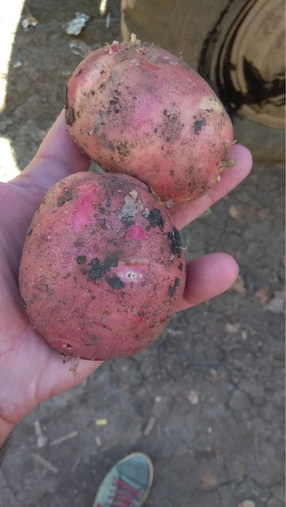 картофель сорт Крона, Аризона, Гала  в Симферополе 6