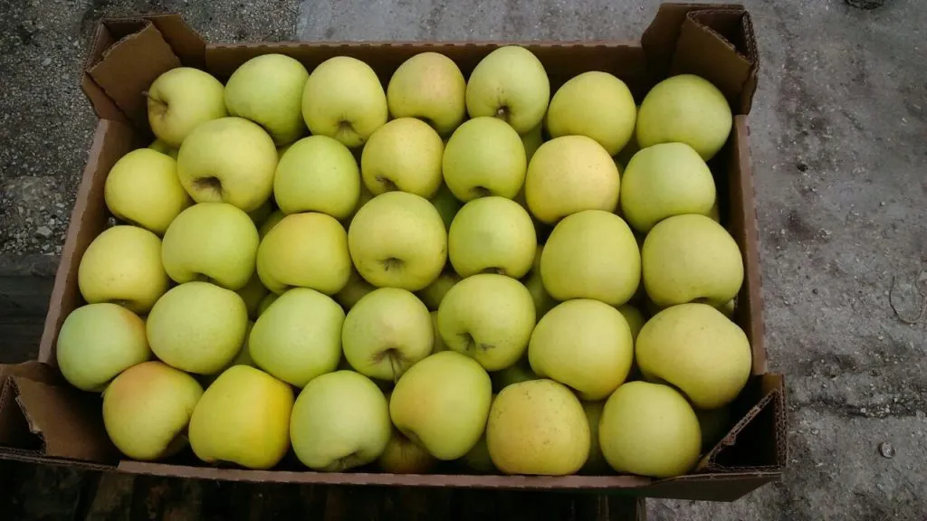 яблоки крымские  в Симферополе 4