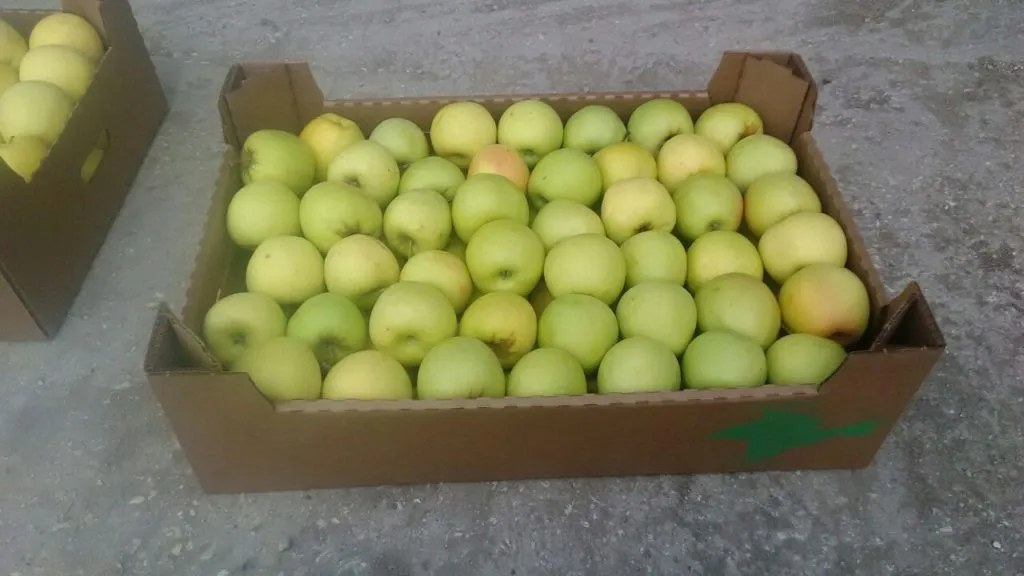 яблоки крымские оптом в Симферополе 6
