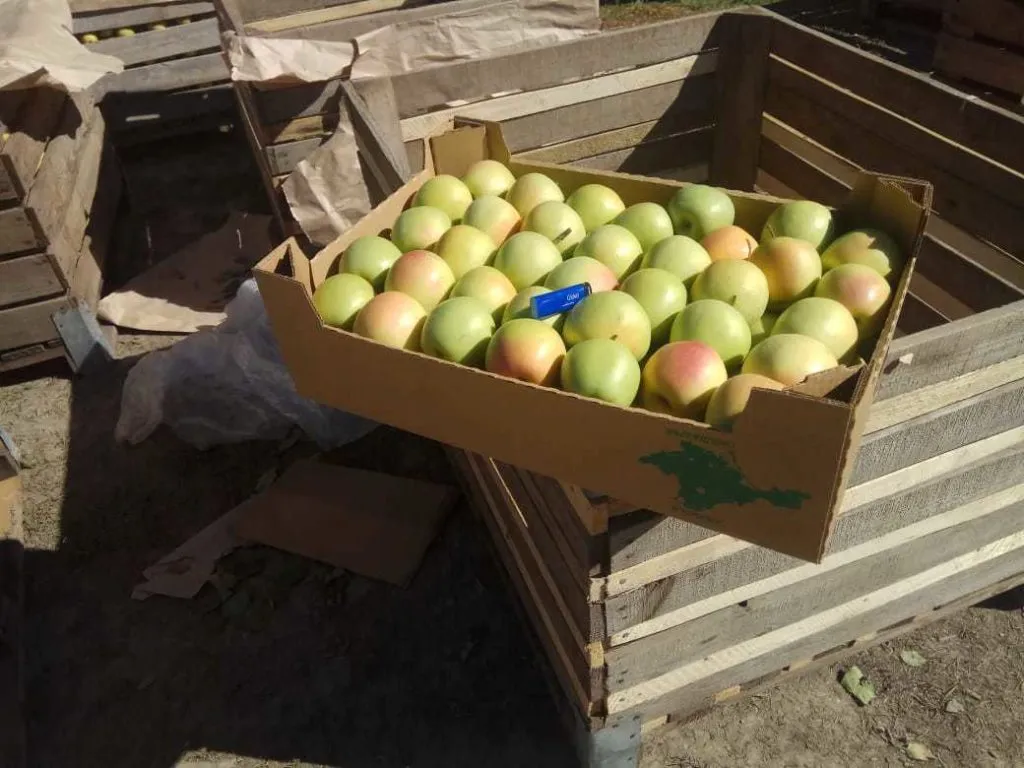яблоко оптом в Белогорске