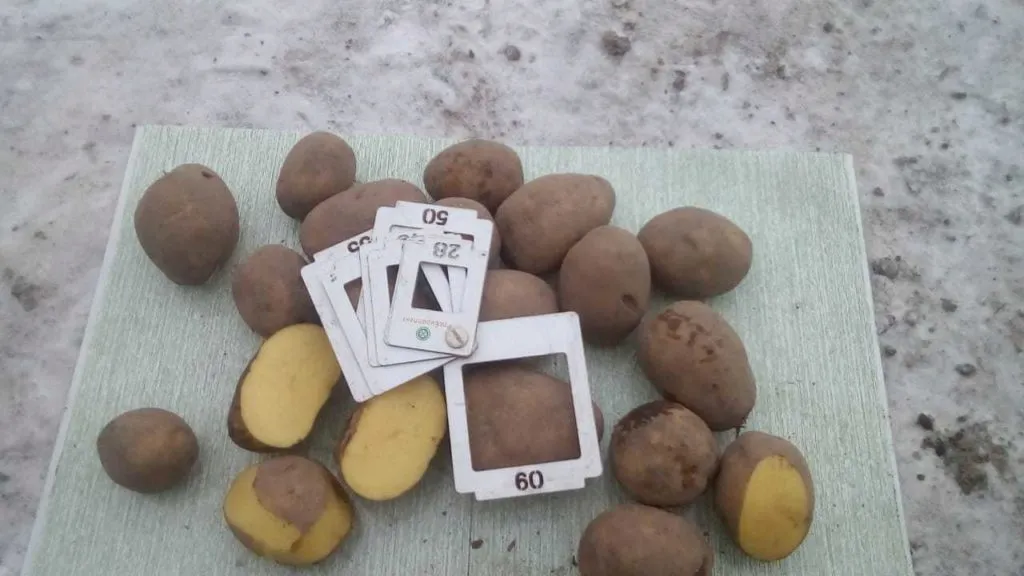 картофель гала, крона, аризона и др в Симферополе 2