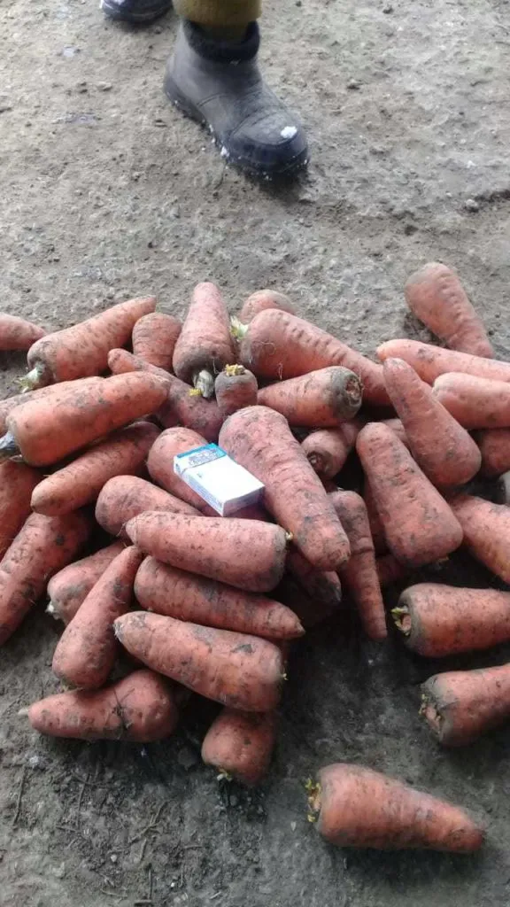 фотография продукта Морковь каскад оптом Волгоград