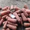пекинская капуста, картофель, морковь в Симферополе 2