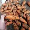 морковь, сорт абака, каскад в Симферополе 3