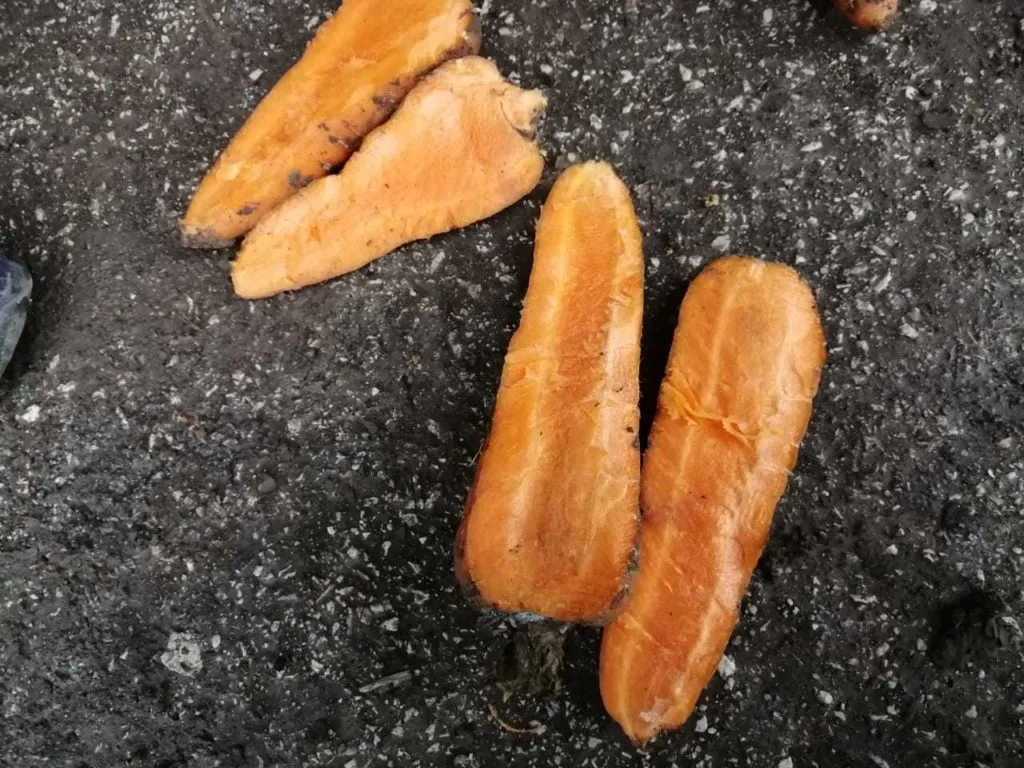 морковь, сорт абака, каскад в Симферополе 4
