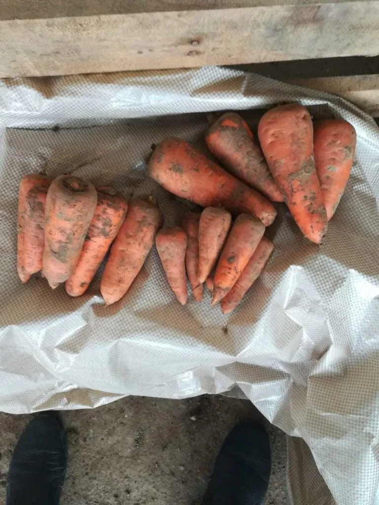 морковь, сорт каскад, абака в Симферополе 4
