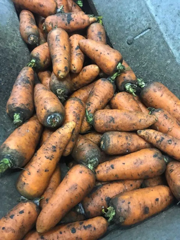 морковь, сорт абака, каскад оптом Крым в Симферополе 8