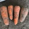 морковь, сорт абака, каскад оптом Крым в Симферополе 6