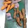 морковь, сорт абака, каскад оптом Крым в Симферополе 2