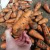 морковь, сорт абака, каскад оптом Крым в Симферополе 4