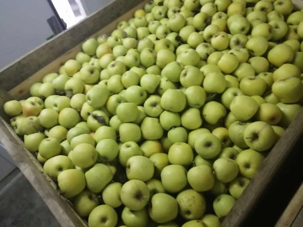 яблоки голден Крым в Белогорске