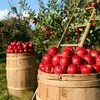 персики, яблоки в сезонный период в Симферополе 2
