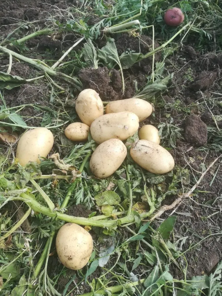 картофель оптом в Крыму напрямую с поля. в Джанкое
