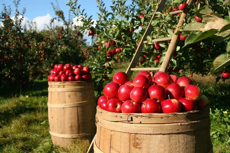 яблоки, персики в сезонный период в Симферополе 2