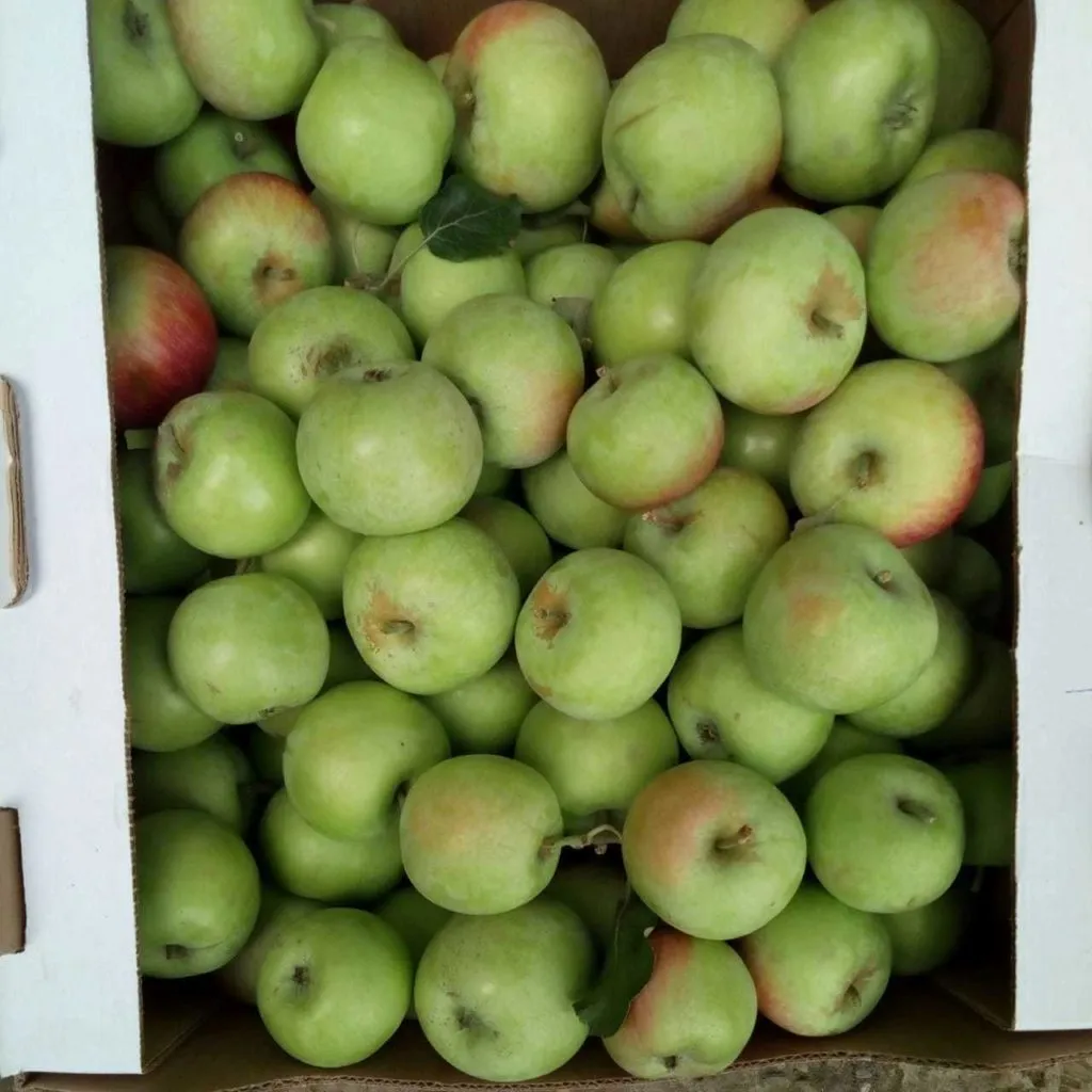 яблоки, персики, виноград в Симферополе 6