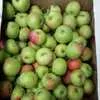 яблоки, персики, виноград в Симферополе 8