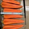 лук, морковь в Симферополе 5