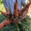 лук, морковь в Симферополе 4