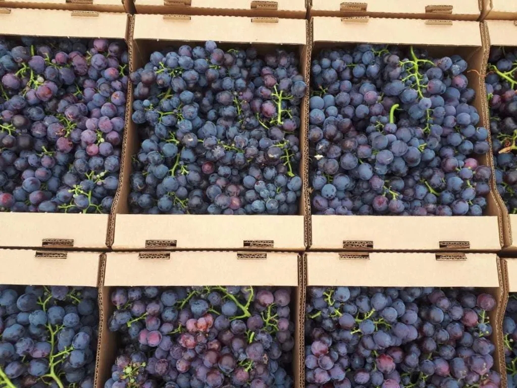 виноград, сорт Кардинал Крым в Симферополе