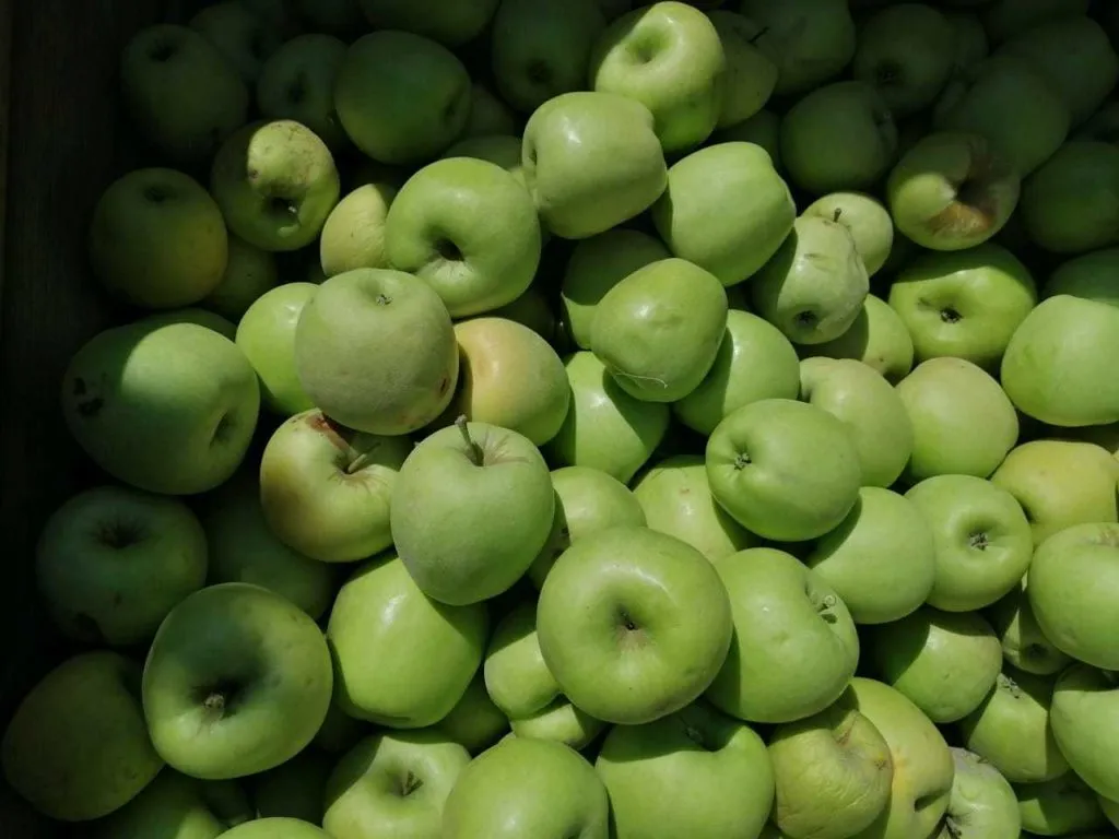 яблоки падалица, сорт голден в Симферополе