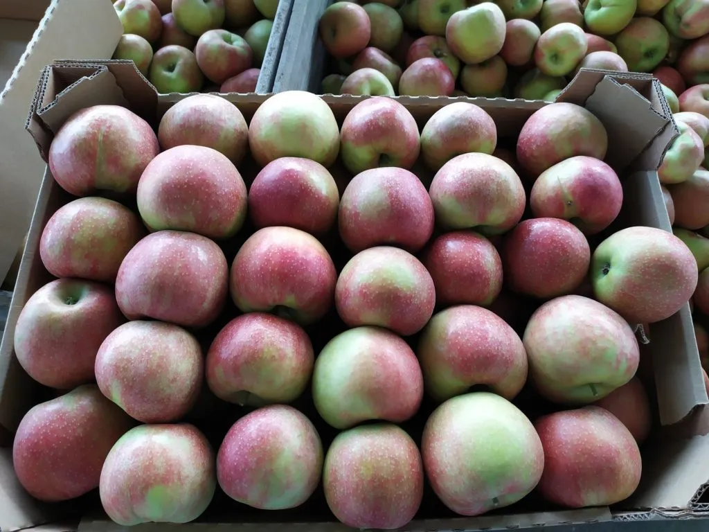 яблоки оптом сорт Джонаголд 70+ от 5тонн в Симферополе