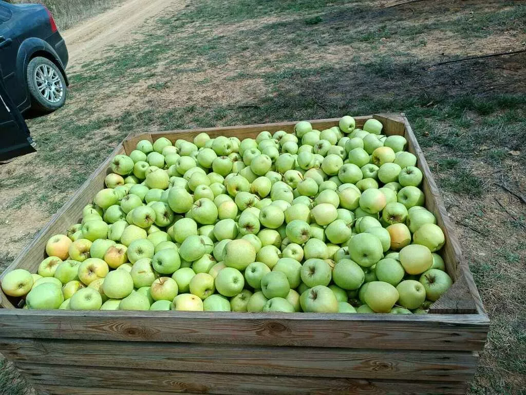 яблоко крымское от производителя в Симферополе и республике Крым 2