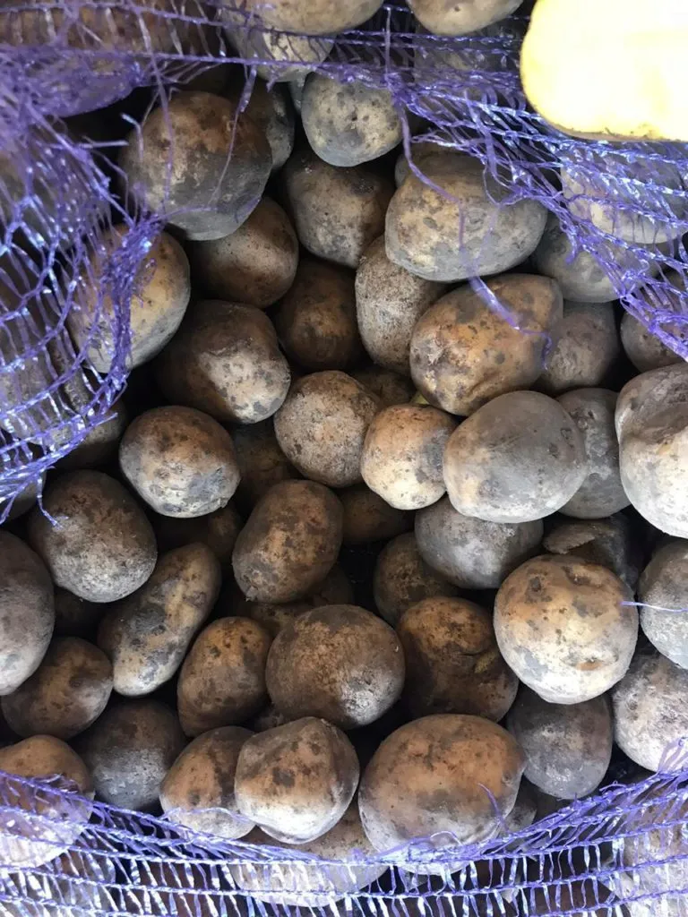 семенной картофель (Гала, 3 репродукция) в Евпатории
