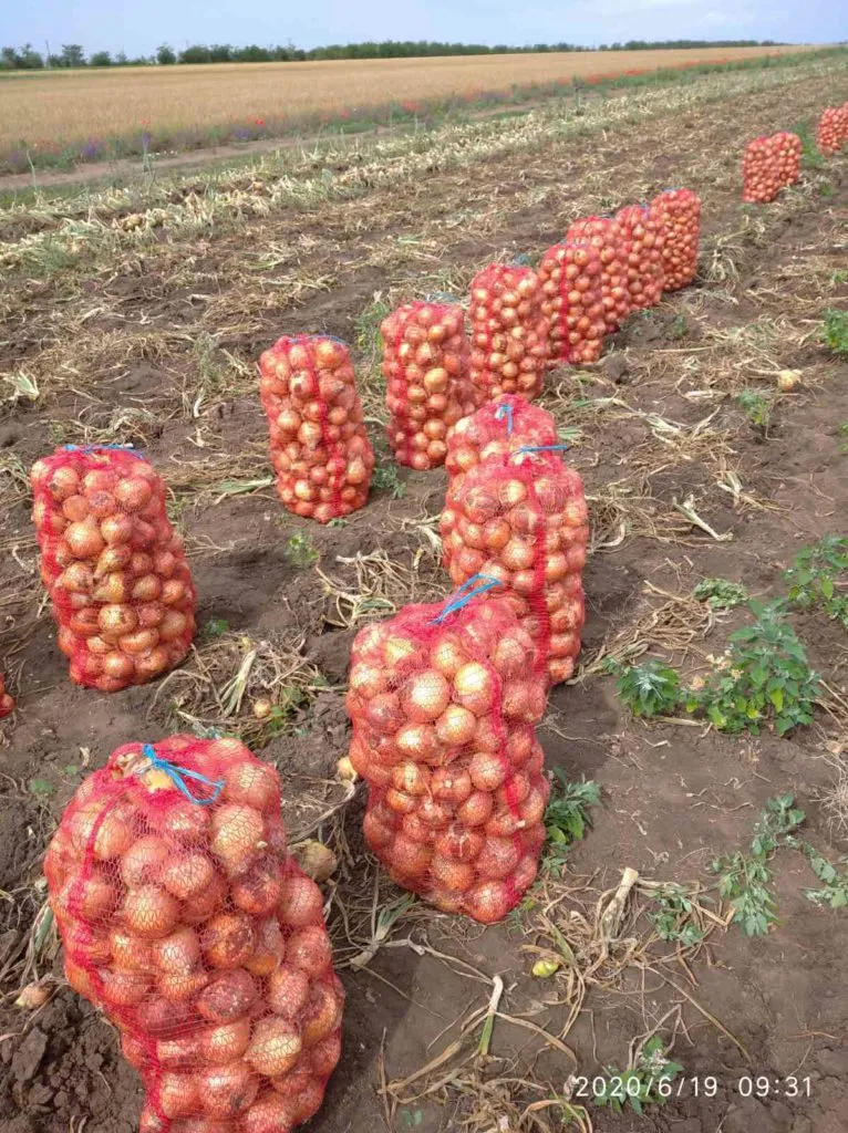 лук ранний, урожай 2020 года в Джанкое