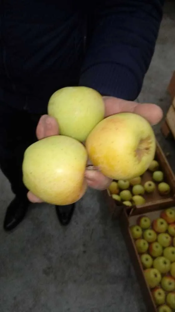 свежие местные яблоки в Феодосии